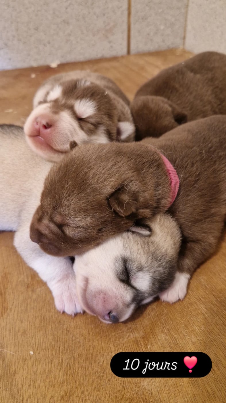 Siberian Husky - Of Masadora