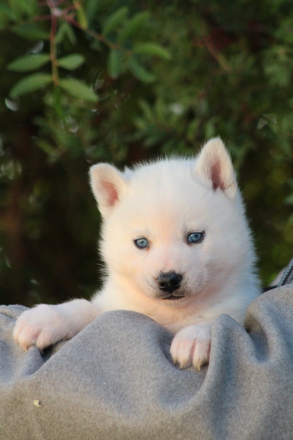 CHIOT 2 - Siberian Husky