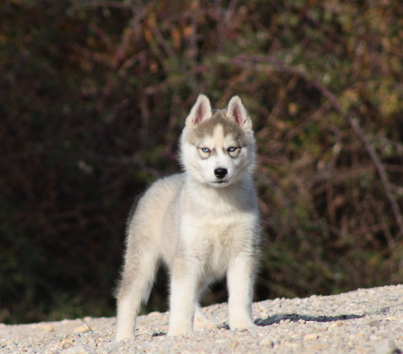 Siberian Husky - Of Masadora