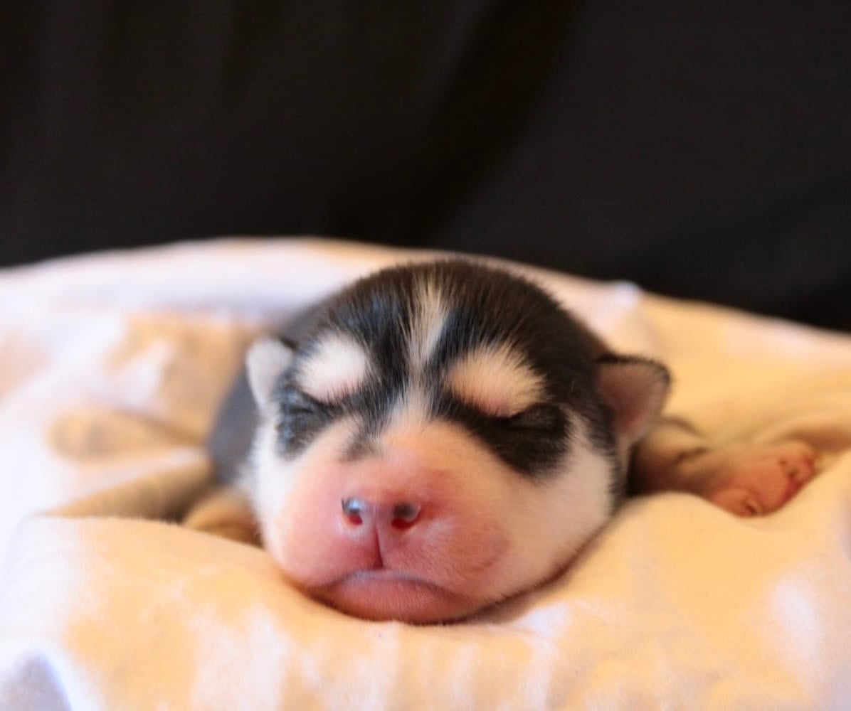 CHIOT 2 - Siberian Husky