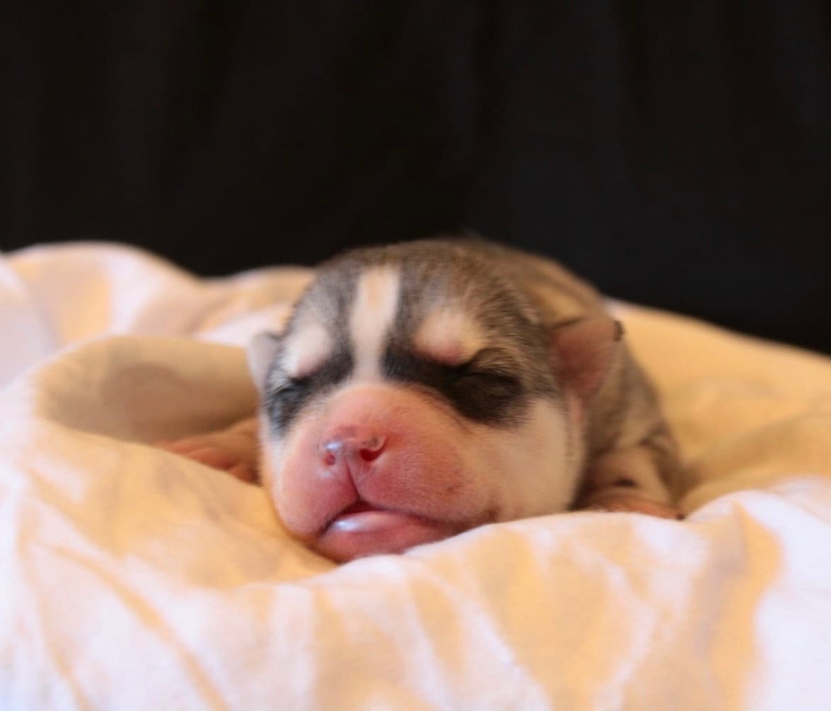 CHIOT 4 - Siberian Husky