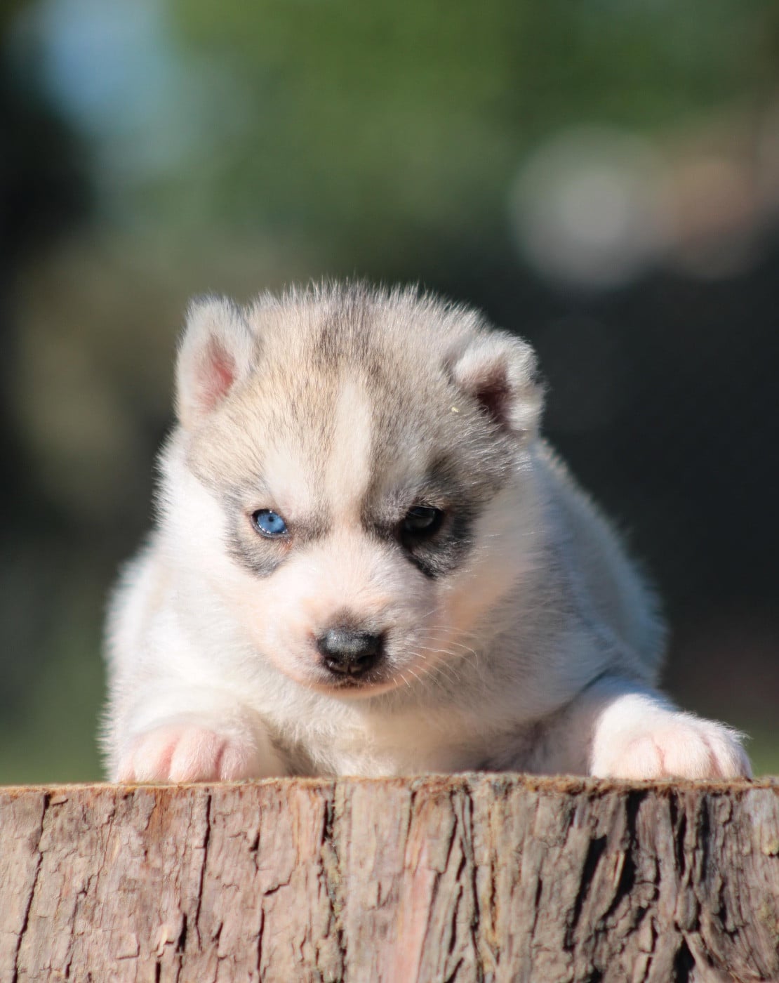 Boris - Siberian Husky