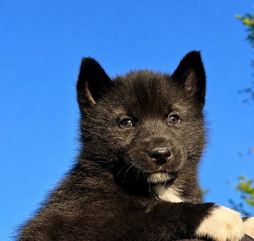 Betty - Siberian Husky