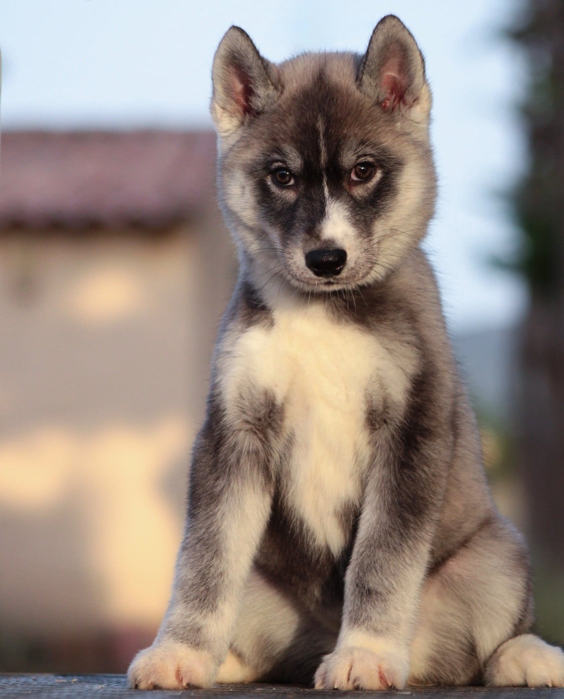 Boréale - Siberian Husky