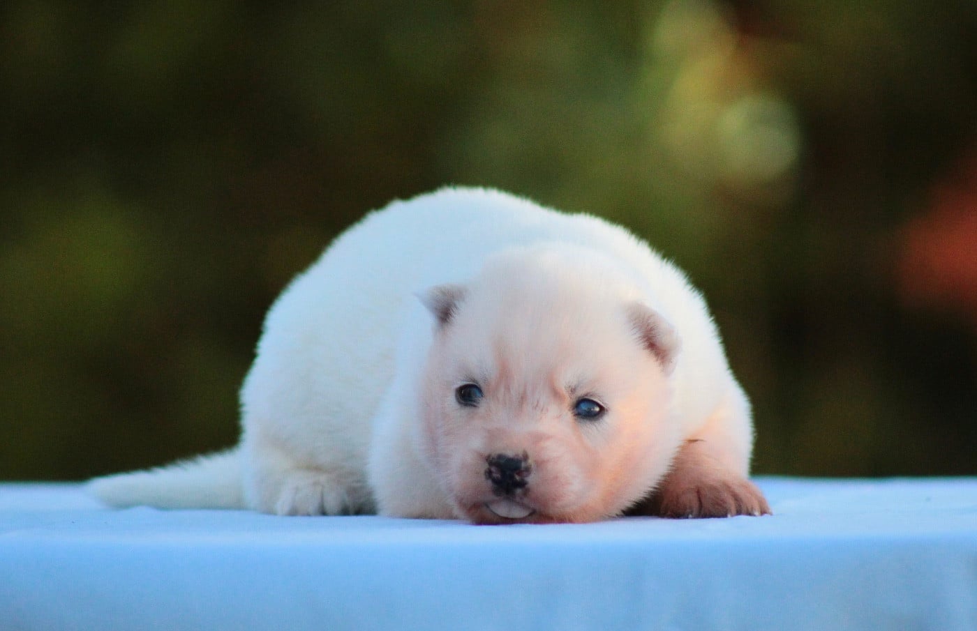 CHIOT 2 - Siberian Husky