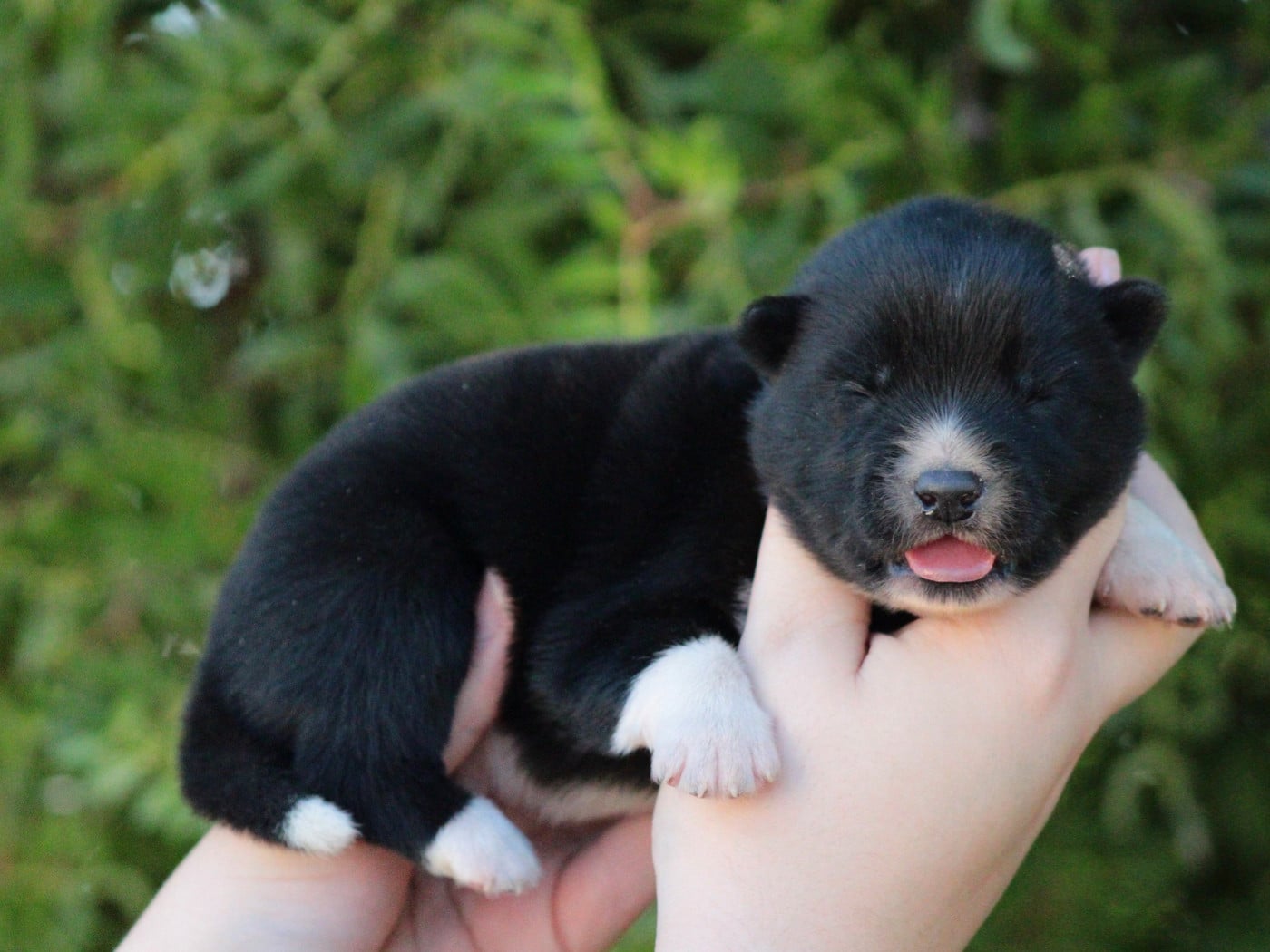CHIOT 3 - Siberian Husky
