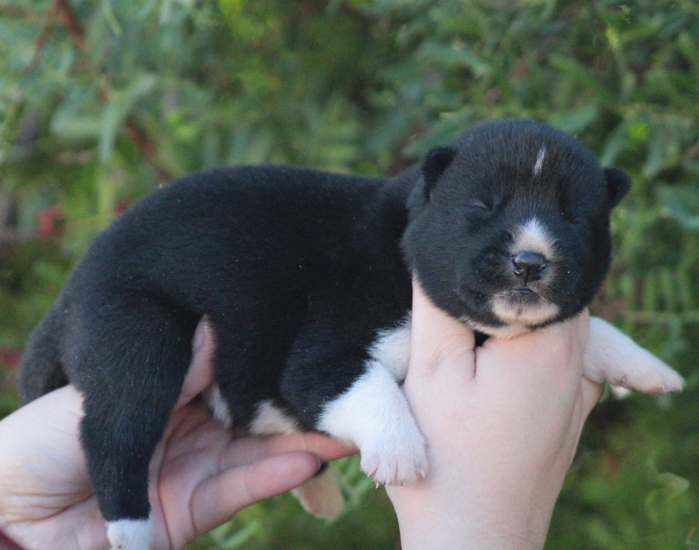 CHIOT 4 - Siberian Husky