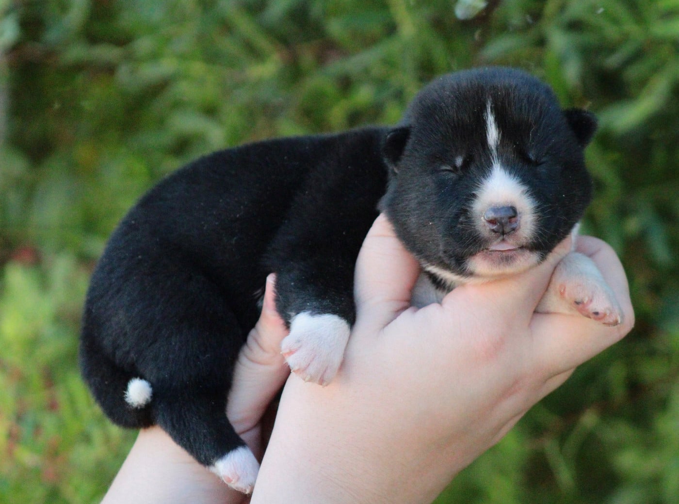 CHIOT 5 - Siberian Husky