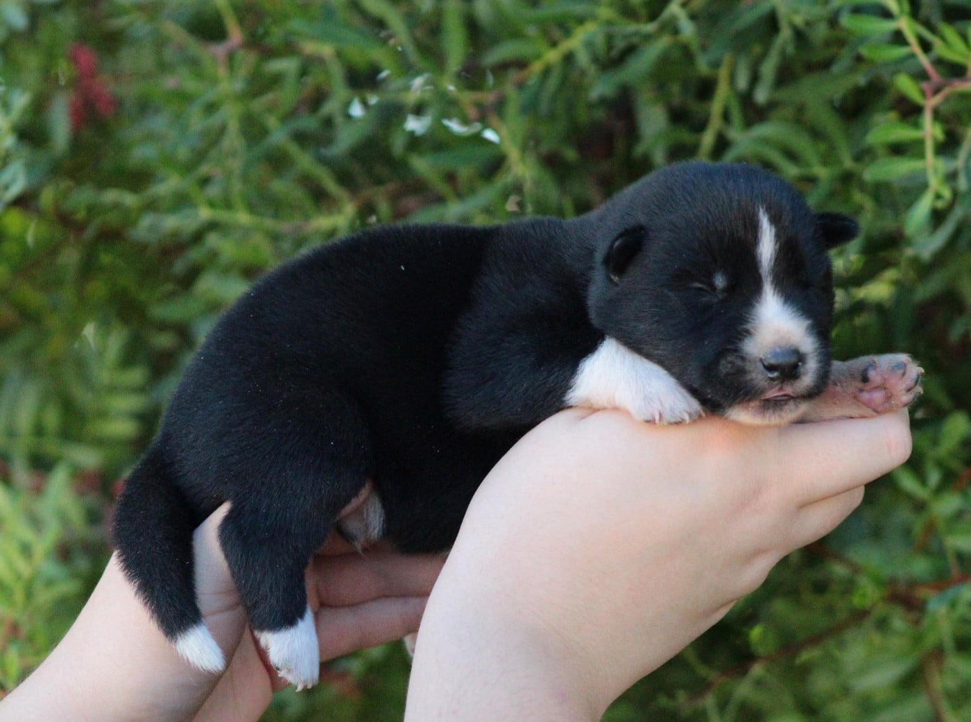 CHIOT 6 - Siberian Husky
