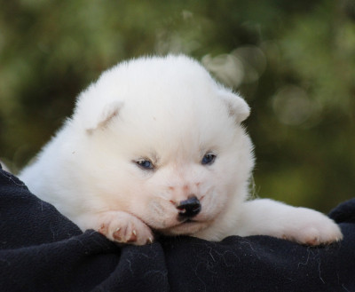 Les chiots de Siberian Husky