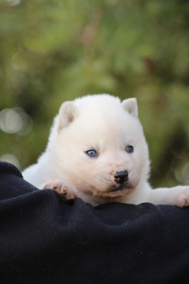 Les chiots de Siberian Husky