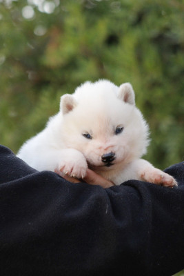 Les chiots de Siberian Husky