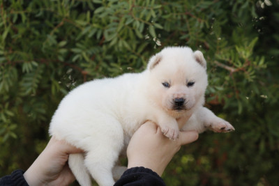 Les chiots de Siberian Husky