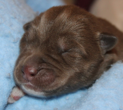 Les chiots de Siberian Husky