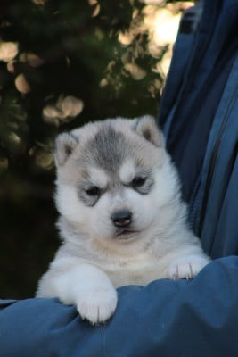 Les chiots de Siberian Husky