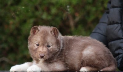 Les chiots de Siberian Husky