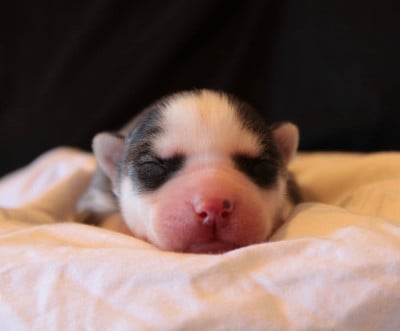 Les chiots de Siberian Husky