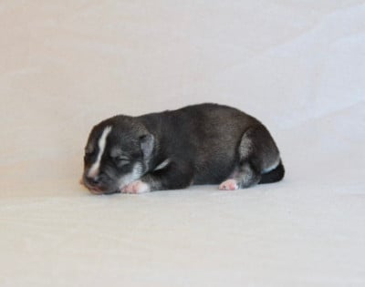 Les chiots de Siberian Husky