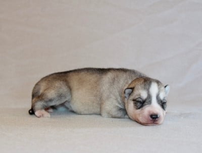 Les chiots de Siberian Husky