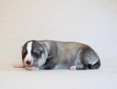 Les chiots de Siberian Husky