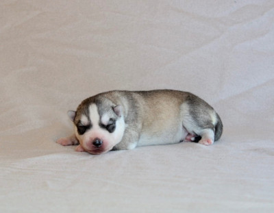 Les chiots de Siberian Husky