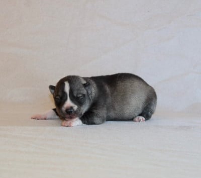 Les chiots de Siberian Husky