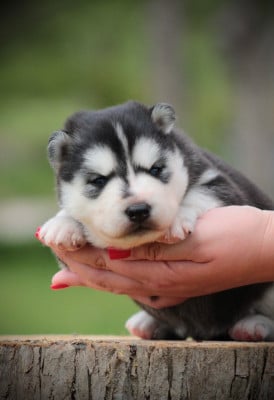 Les chiots de Siberian Husky