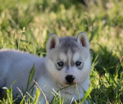 Les chiots de Siberian Husky
