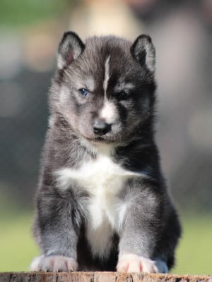 Les chiots de Siberian Husky