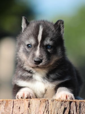 Les chiots de Siberian Husky