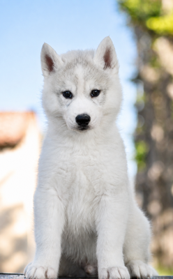 Les chiots de Siberian Husky