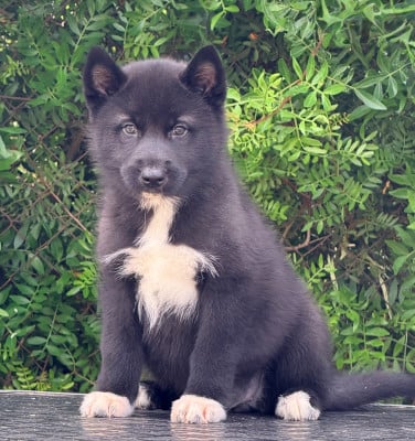 Les chiots de Siberian Husky