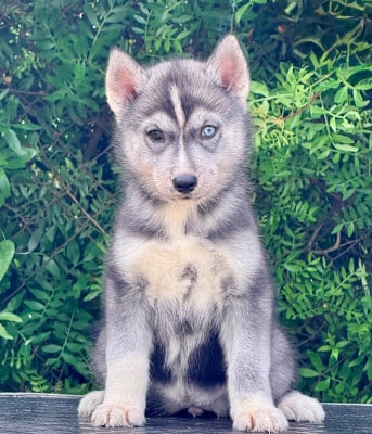 Les chiots de Siberian Husky