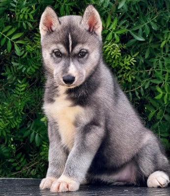 Les chiots de Siberian Husky