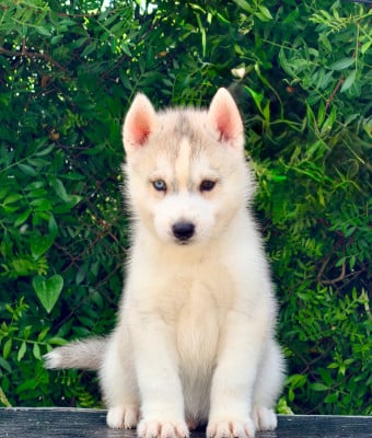 Les chiots de Siberian Husky