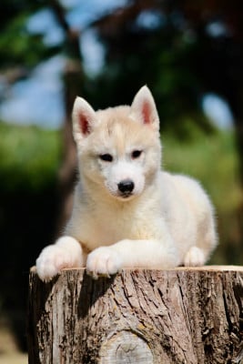 Les chiots de Siberian Husky