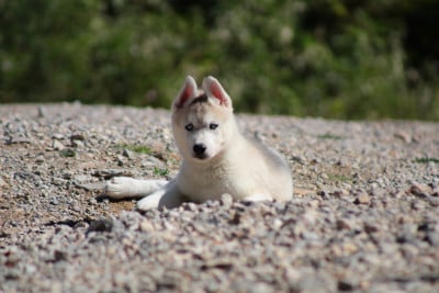 Les chiots de Siberian Husky