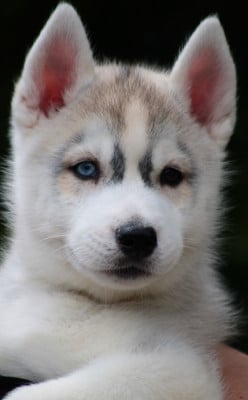 Les chiots de Siberian Husky