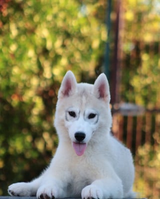 Siberian Husky