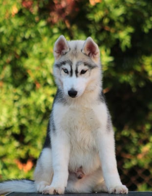 Les chiots de Siberian Husky