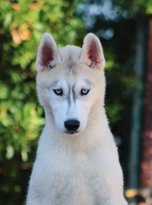 Les chiots de Siberian Husky