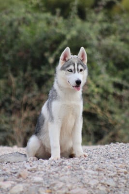 Les chiots de Siberian Husky