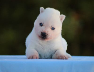 Les chiots de Siberian Husky