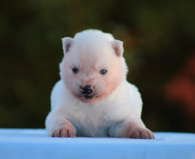 Les chiots de Siberian Husky