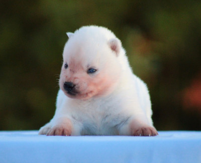 Les chiots de Siberian Husky