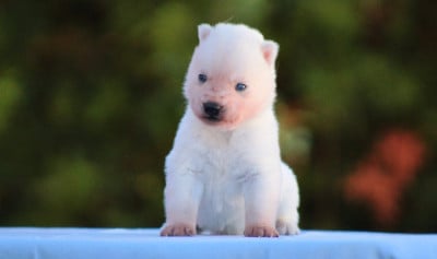 Les chiots de Siberian Husky