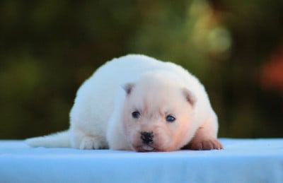 Les chiots de Siberian Husky