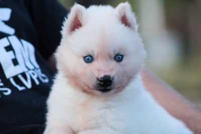 Les chiots de Siberian Husky