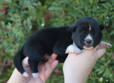 Les chiots de Siberian Husky