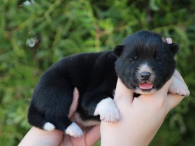 Les chiots de Siberian Husky